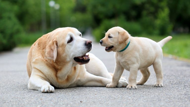 What Are the Benefits of Crate Training for Dogs?